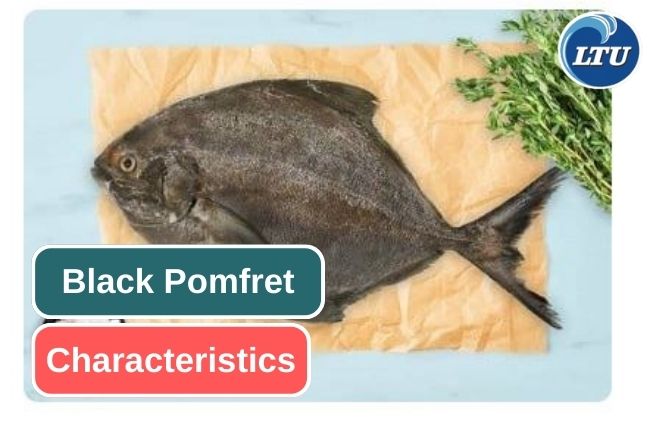 Learn What are Black Pomfret Characteristics